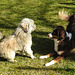 20220312 0344CPw [D~MI] Yoshi, Hundewiese, Hille