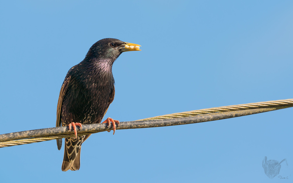 Summer Starling