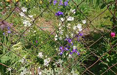 HFF Blumengrüße aus dem Bauerngarten  (2 PicinPic)