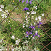 HFF Blumengrüße aus dem Bauerngarten  (2 PicinPic)