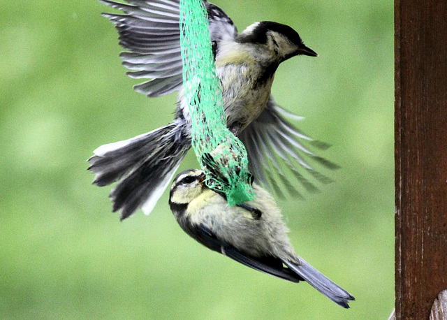 Der Knödel ist zu klein geworden für zwei..... Der Knödel ist zu klein geworden für zwei.....