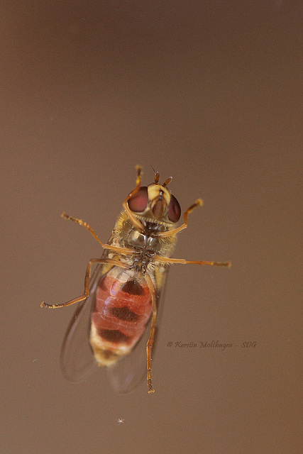 Schwebfliege von unten