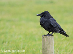 Crow on a stick!