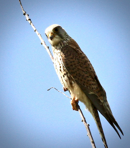 Turmfalke