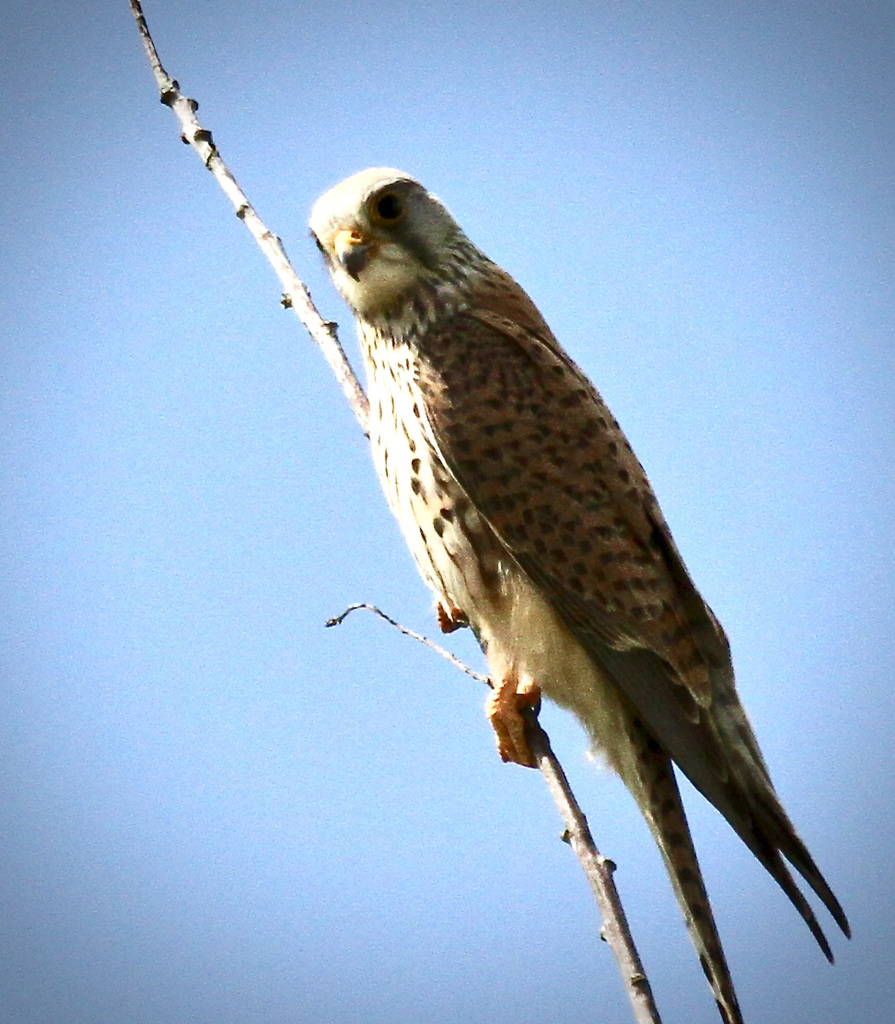 Turmfalke