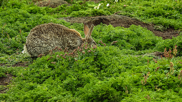 20190612 5125CPw [R~GB] Wildkaninchen, Wiesen-Sauer-Ampfer (Rumex acetosa), Krauser Rollfarn (Cryptogramma crispa), Skomer, Wales