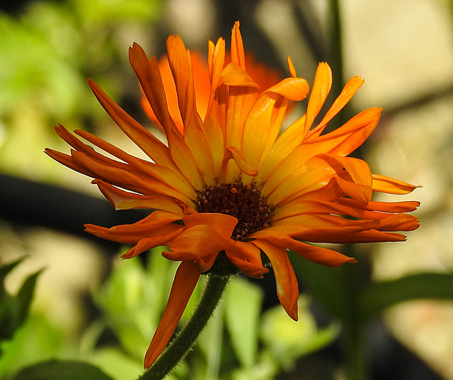 20210825 2568CPw [D~LIP] Garten-Ringelblume (Calendula officinalis), Bad Salzuflen