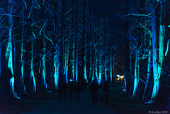 pls. view on black background → Metasequoia-Allee ... Christmas Garden @ Insel Mainau (Konstanz-Bodensee) (© Buelipix)