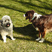 20220312 0345CPw [D~MI] Yoshi, Hundewiese, Hille