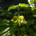 20220417 0521CPw [D~LIP] Goldnessel (Lamium galeobdolon), Bad Salzuflen