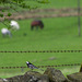 Pied Wagtail