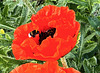 Mohnblüte