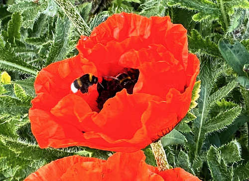 Mohnblüte