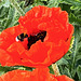 Mohnblüte