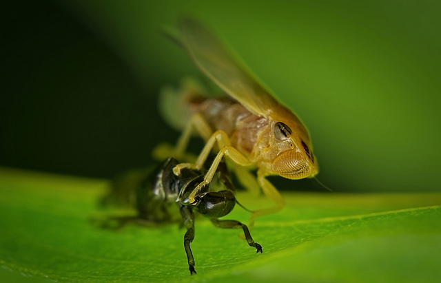 Von der Nymphe der Zikade ins nächste Stadium :)) From the cicada nymph to the next stage :)) De la nymphe de cigale à l'étape suivante :))