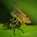 Von der Nymphe der Zikade ins nächste Stadium :)) From the cicada nymph to the next stage :)) De la nymphe de cigale à l'étape suivante :))