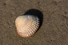 20140907 4873VRAw [NL] Herz-Muschel (Cerastoderma edule), Terschelling