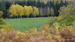 Birches in their Autumn colours