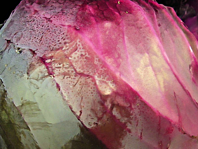 Cabbage closeup