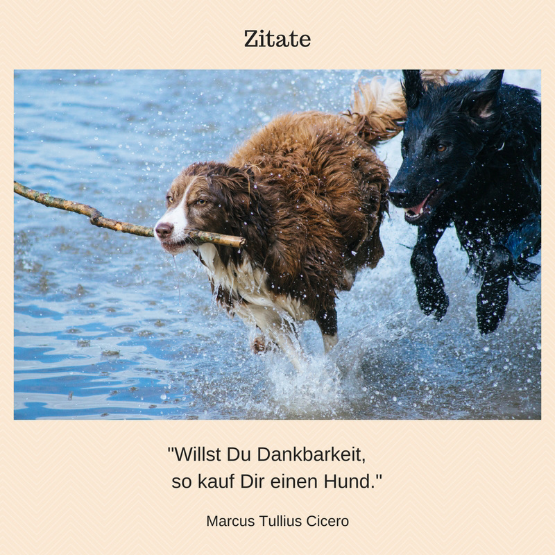 Zitate- Marcus T. Cicero