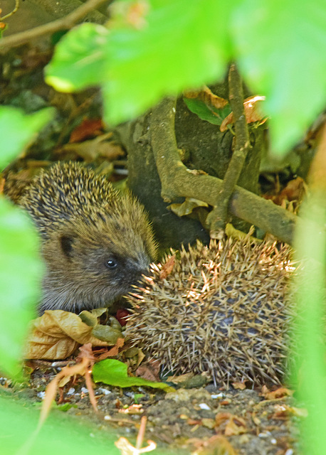 Hedgehog in the well!
