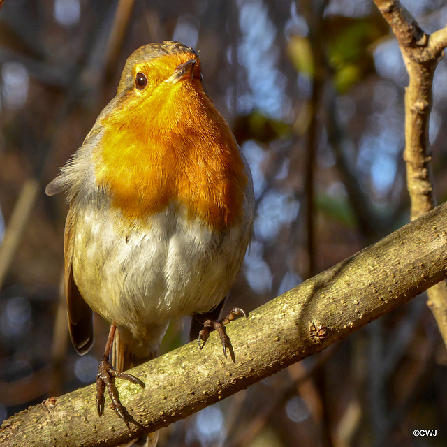 Robin sunning himself