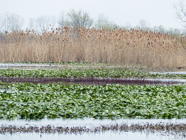 Day 3 afternoon, wetland at Hillman Marsh