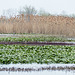 Day 3 afternoon, wetland at Hillman Marsh