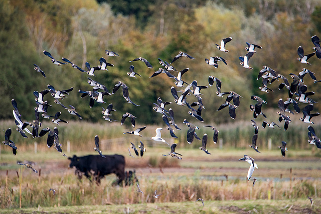 Birds in flight.2jpg