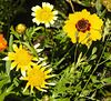 20210825 2569CPw [D~LIP] Färber-Mädchenauge (Coreopsis tinctoria), Kronenwucherblume (Glebionis coronaria var. discolor), Bad Salzuflen