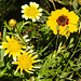 20210825 2569CPw [D~LIP] Färber-Mädchenauge (Coreopsis tinctoria), Kronenwucherblume (Glebionis coronaria var. discolor), Bad Salzuflen