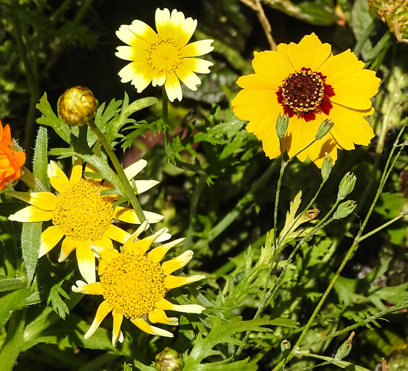 20210825 2569CPw [D~LIP] Färber-Mädchenauge (Coreopsis tinctoria), Kronenwucherblume (Glebionis coronaria var. discolor), Bad Salzuflen