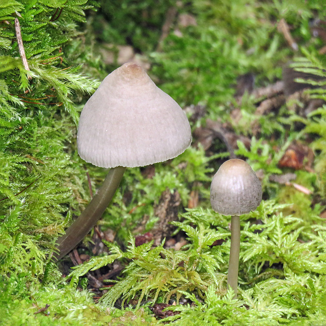 Mushrooms