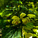 20220417 0522CPw [D~LIP] Goldnessel (Lamium galeobdolon), Bad Salzuflen