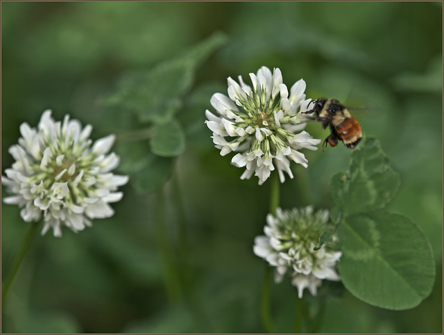 Tricolored bumblebee