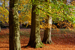 Beech leaves carpet