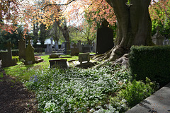 Large Gravestone   (Fam widderschoven)