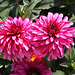 Dahlien