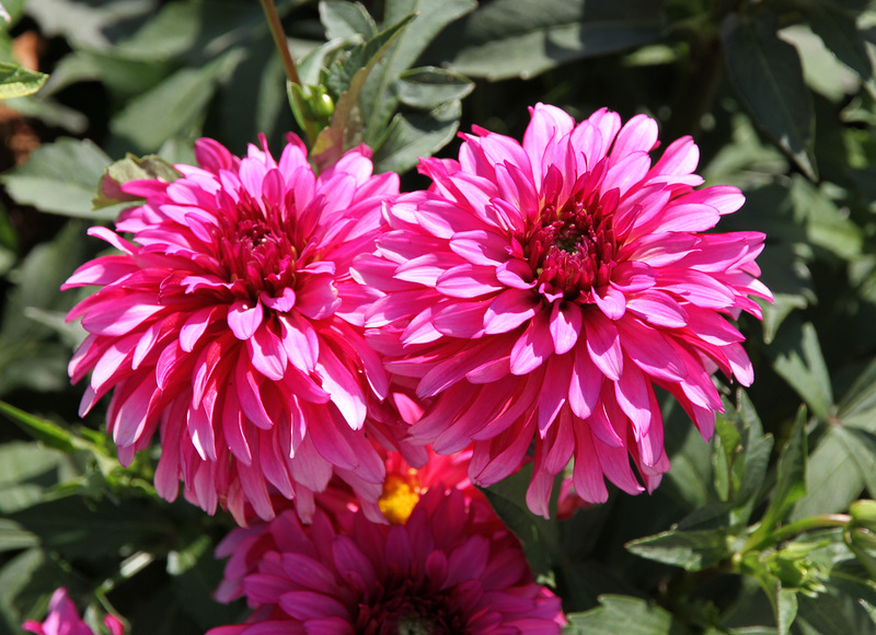 Dahlien