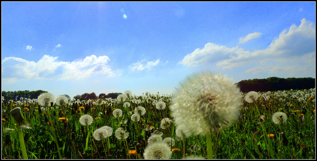 Plume field