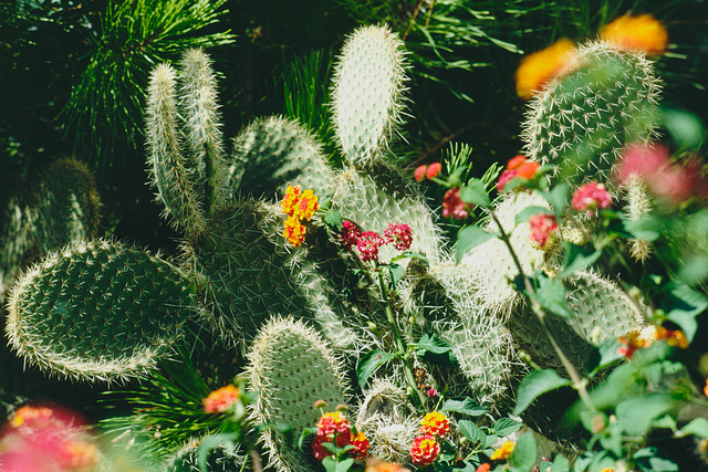 Des fleurs et des épines