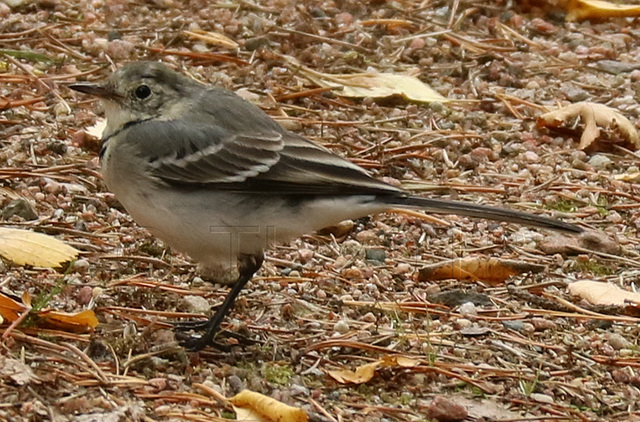 White wagtail (most likely), Pyhä-Luosto kansallispuisto, Lapland, Finland