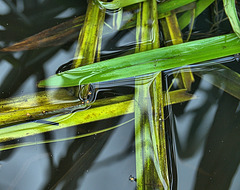 Among The Bulrushes