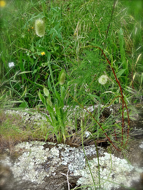 Croiser la lumière d'un printemps.