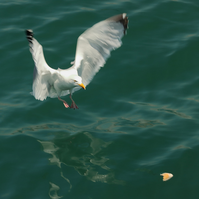 EOS 90D Peter Harriman 13 12 53 29705 herringGull dpp