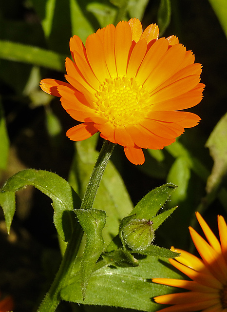 20210825 2571CPw [D~LIP] Garten-Ringelblume (Calendula officinalis), Bad Salzuflen