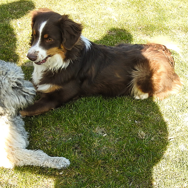 20220312 0347CPw [D~MI] Yoshi, Hundewiese, Hille