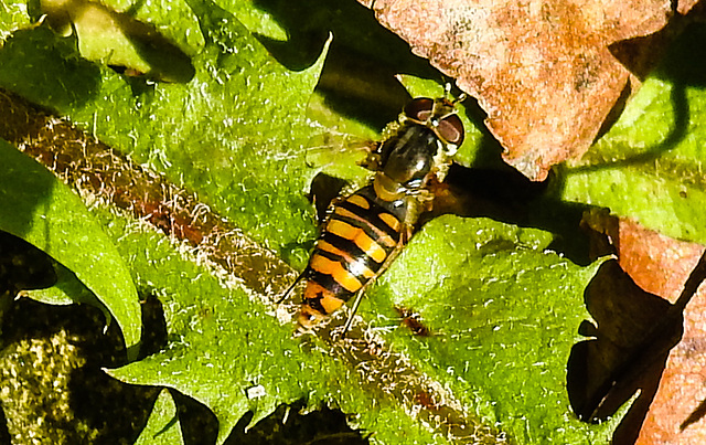 20220417 0525CPw [D~LIP] Hainschwebfliege, Bad Salzuflen