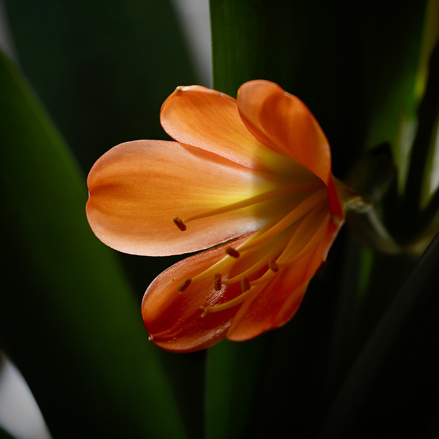 Clivia