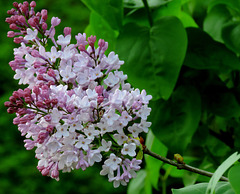 Syringa  Lilac